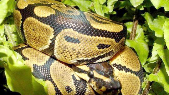 Walentynki w zoo: Miłosny uścisk z pytonem królewskim