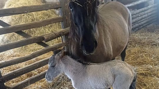 Młody konik polski z mamą w stajni
