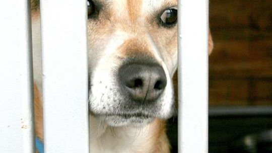 Walentynkowy Spacer z psami ze schroniska w Puławach