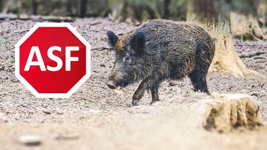Walka z ASF