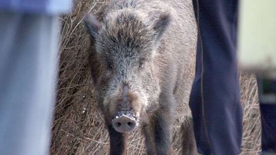 Walka z ASF: Leśnicy, myśliwi i żołnierze idą do lasu liczyć dziki