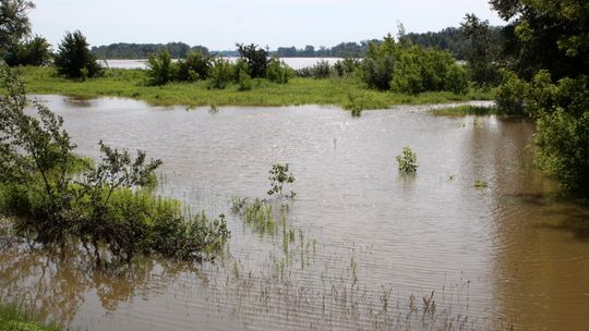 Wały przeciwpowodziowe w gm. Stężyca będą wzmacniane. W planach też pogłębienie starorzecza Wisły
