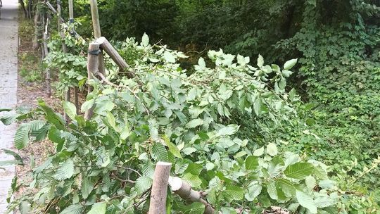 Wandale niszczą park przy pałacu. Wcześniej ławki, teraz drzewka 