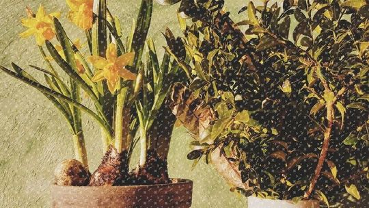 Warsztaty tworzenia świątecznych dekoracji