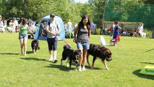 Wąwolnica. Rasowe piękności na boisku