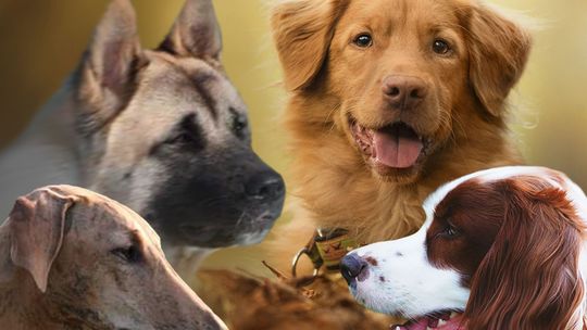 Wąwolnica zaprasza na wystawę rasowych psów