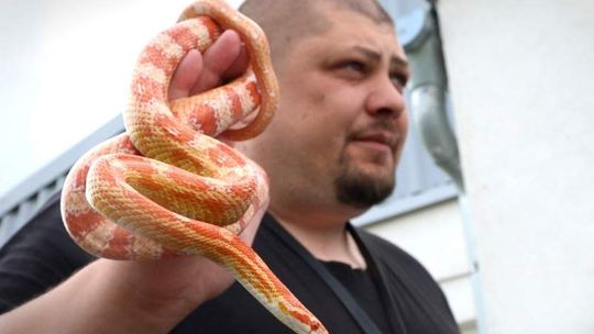 Wąż pełzał na poczcie. Policja szuka nadawcy nietypowej paczki (wideo)