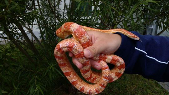 Wąż wypełzł z paczki w sortowni pocztowej na Felinie