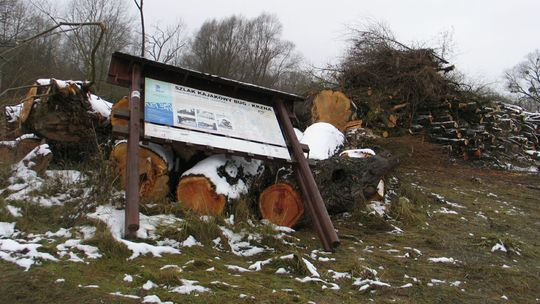 Wcześniej drut kolczasty, teraz masowa wycinka drzew nad Bugiem. "Przyrodnicza masakra"