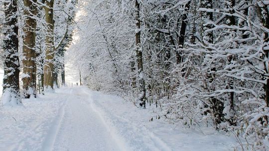 We trzech próbowali ukraść drzewo z lasu