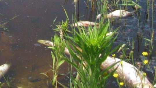 Wędkarze alarmują o śniętych rybach w akwenach obok Bugu