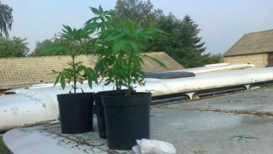 Wesoły autobus. Na dachu rosły sadzonki konopii indyjskich