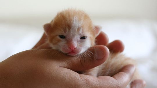 Weszła do łazienki gruba, a wyszła chuda