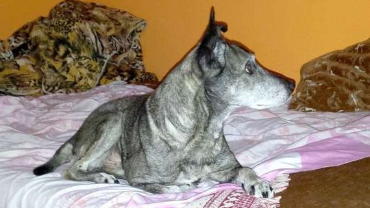 Weterynarz uśpił jej psa. Kilka dni później znalazła zwłoki zwierzęcia przy drodze