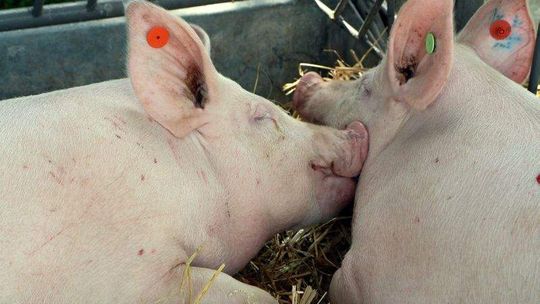 Weterynarze w gotowości. Kontrole transportów świń