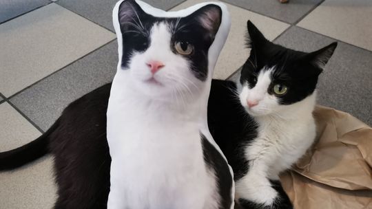 "Weź naszego kota do domu bez formalności". Lubelska kawiarnia z pomysłem na przetrwanie