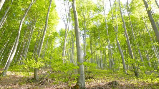 Weź pieniądze, posadź las