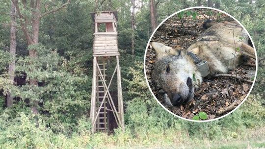 Wiadomo już kto zastrzelił wilka Kosego z Roztoczańskiego Parku Narodowego