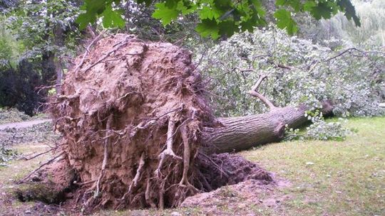 Wichury spustoszyły park i połamały drzewa w Nałęczowie