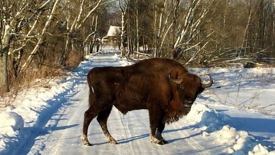 Widzieli go strażnicy i pracownicy parku. Żubr zamieszkał w powiecie bialskim 