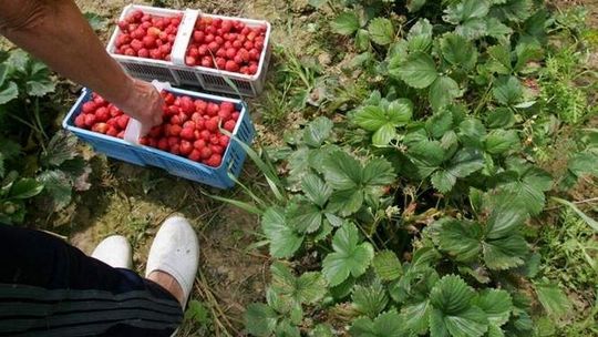 Więcej dopłacą do malin i truskawek