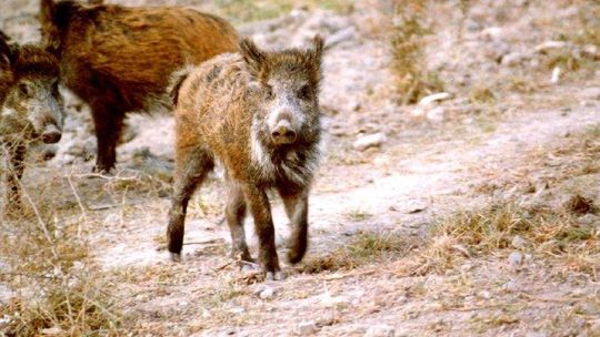 Więcej dzików do odstrzału w woj. lubelskim