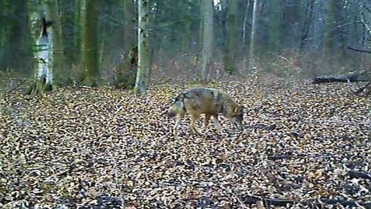 Więcej jeleni i dzików, coraz mniej zajęcy w Roztoczańskim Parku Narodowym
