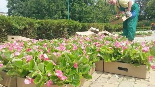 Więcej zieleni i kwiatów w Lublinie. Ozdobią drogi, ronda, a nawet prywatne posesje