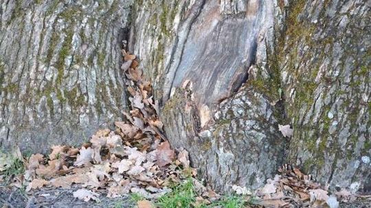 Wiekowy dąb "Bolko" zagrożony. Zajęły się nim bobry. Zniszczyły już kilka drzew obok