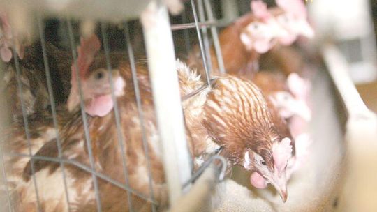 Większe klatki dla kur niosek, droższe jajka?