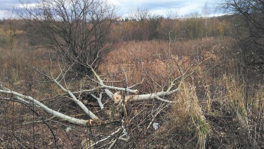 Większych wycinek na górkach czechowskich na razie nie będzie. TBV poprosiła, żeby nie rozpatrywać jej wniosków