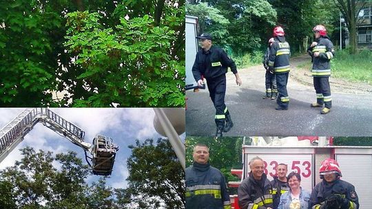 Wielka akcja ratunkowa dla małego kotka 