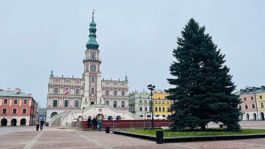 Wielka choinka już stoi. Teraz trzeba ją ubrać
