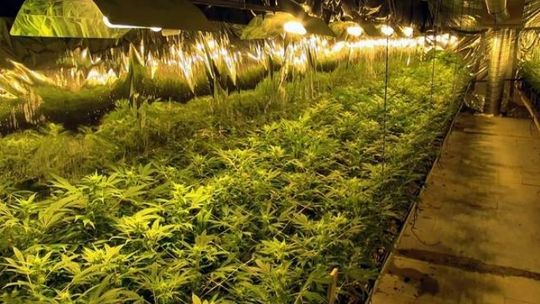 Wielka plantacja w małej wsi: Kilka tysięcy krzaków konopi (zdjęcia, wideo)