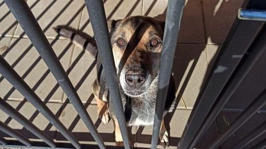 Wielka radość w schronisku dla zwierząt. To oni dostaną 1,3 mln zł z budżetu obywatelskiego