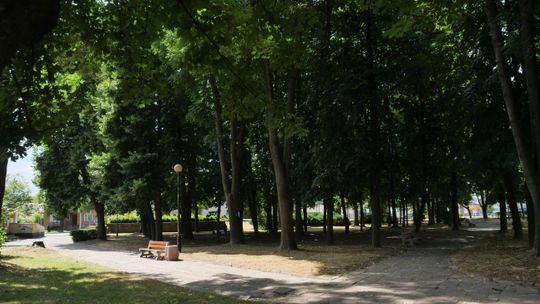 Wielka rewitalizacja w Kraśniku. W planach była wycinka ponad 120 drzew