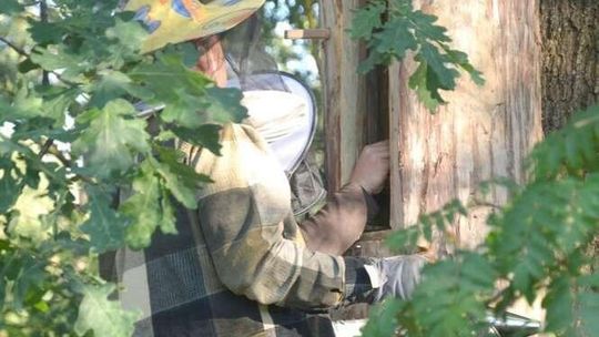 Wielka rola małej pszczoły. Chcą odrodzić bartnictwo