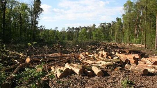 Wielka wycinka drzew. Robią w lesie miejsce dla obwodnicy Puław (zdjęcia)