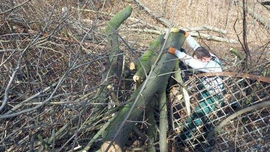 Wielka wycinka drzew w Lublinie. Tną dopóki PiS nie zmieni ustawy