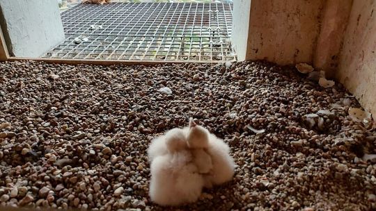 Wielkanocne pisklaki. Na kominie Zakładów Azotowych są nowi mieszkańcy