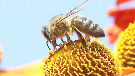 Wielki Dzień Pszczół w parkach i ogrodach