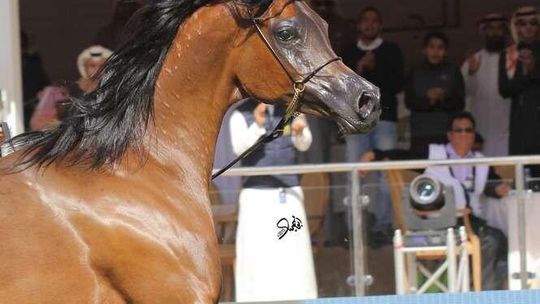 Wielki powrót. Pinga jest już w Janowie Podlaskim 