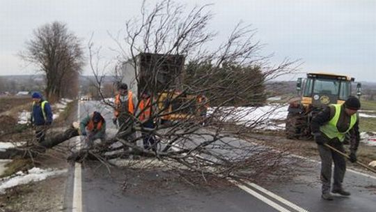 Wielkie cięcie na powiatówkach: Pod siekierę pójdzie 315 drzew