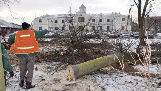 Wielkie cięcie w Łęcznej. Zniknie prawie 60 drzew