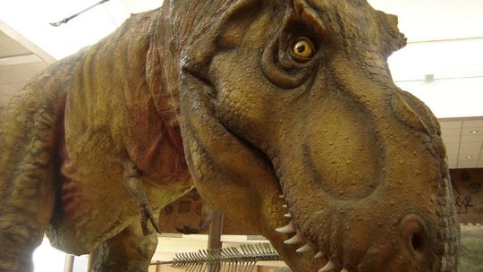 Wielkie dinozaury w Zamościu