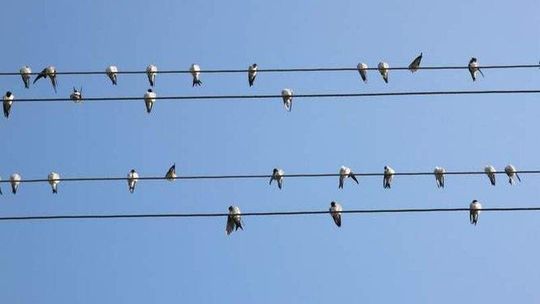 Wielkie liczenie ptaków w weekend. Wróbel znów liderem?