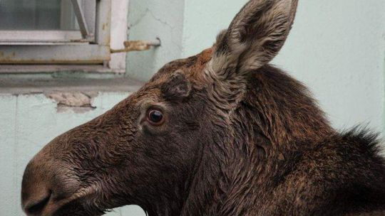 Wielkie liczenie zwierzyny w regionie. Ile łosi hasa po naszych lasach?