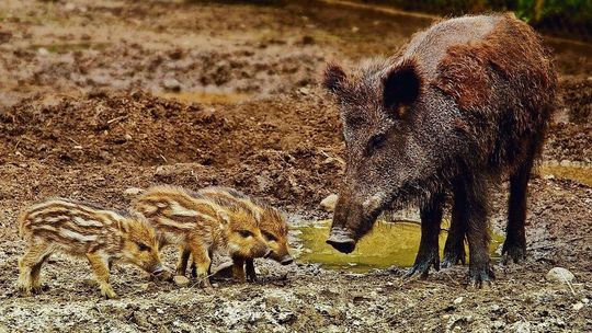Wielkie polowanie na dziki. Zginie nawet 210 tys. zwierząt