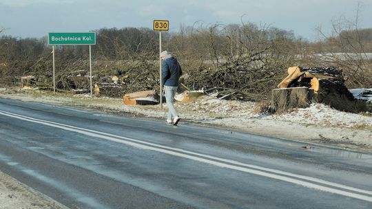 Wielkie rżnięcie pod Nałęczowem. Pod topór pójdzie olbrzymia liczba drzew [zdjęcia, wideo]