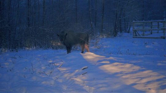 Wielkie, włochate, rogate. Żubry zjechały do Lasów Janowskich